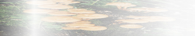wp763d7aff_0f.jpg